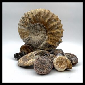 » Ammonite
