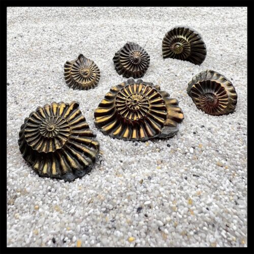 Negativ-Ammonite Pleuroceras spinatum